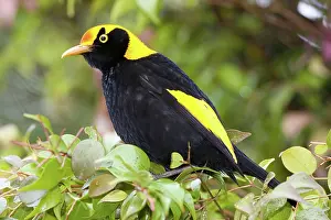 Bowerbird: Male Regent Bowerbird