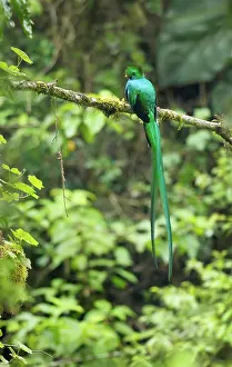 Resplendent: Male Resplendent Quetzal