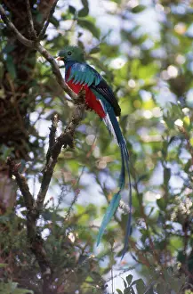 Resplendent: Male Resplendent Quetzal