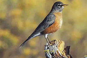 Connecticut: Male Robin