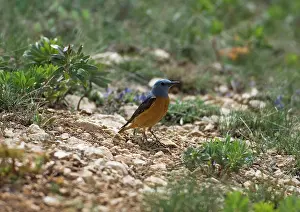 Monticola: Male Rock Thrush