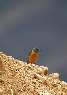 Monticola: Male Rock Thrush