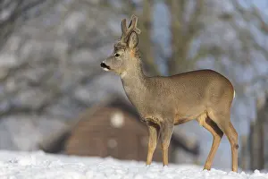 Buck: One male Roe Deer, (Capreolus capreolus)