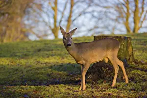 Sunrisetime: A male roe deer (Capreolus capreolus) stands at sunrise in a meadow
