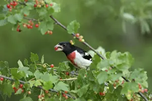 Varied: Male Rose-Breasted Grosbeak