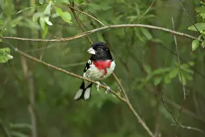 Varied: Male Rose-Breasted Grosbeak