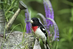 Hardwood: Male Rose-Breasted Grosbeak