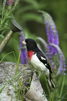 Hardwood: Male Rose-Breasted Grosbeak
