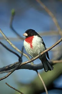 Pheucticus: Male Rose-Breasted Grosbeak