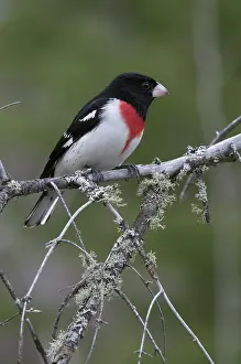 Pheucticus: Male Rose-breasted grosbeak