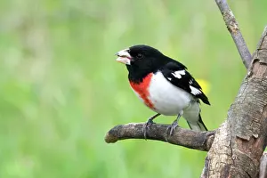 Ludovicianus: Male Rose-Breasted Grosbeak