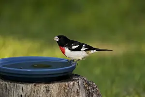 Grosbeak: Male Rose-Breasted Grosbeak