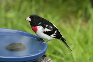 Grosbeak: Male Rose-breasted Grosbeak