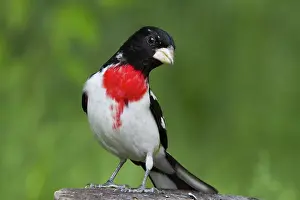 Grosbeak: Male Rose-Breasted Grosbeak