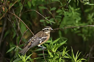 Grosbeak: Male Rose-Breasted Grosbeak