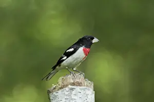 Grosbeak: Male Rose-Breasted Grosbeak