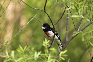 Grosbeak: Male Rose-Breasted Grosbeak