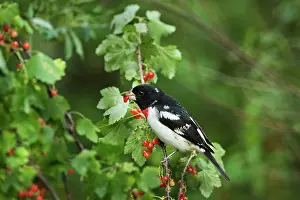 Grosbeak: Male Rose-Breasted Grosbeak