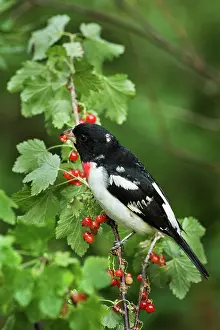 Grosbeak: Male Rose-Breasted Grosbeak