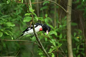 Grosbeak: Male Rose-Breasted Grosbeak