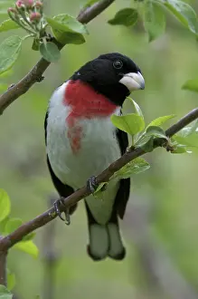 Pheucticus: Male Rose-breasted grosbeak sitting on branch