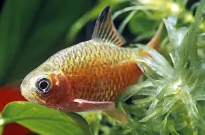 Barb: Male Rosy barb