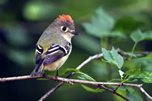Calendula: Male Ruby-Crowned Kinglet