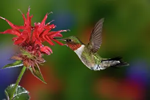 Rubythroated: Male Ruby-throated Hummingbird