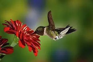 Rubythroated: Male Ruby-throated Hummingbird