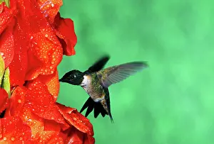 Archilochus: Male Ruby-Throated Hummingbird