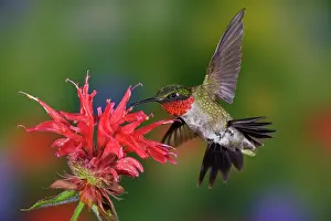 Kentucky: Male Ruby-throated Hummingbird feeding on