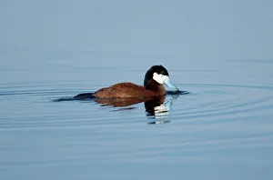 Jamaicensis: Male Ruddy Duck (Oxyurus jamaicensis)