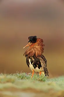 Xd6sterbotten: Ruff