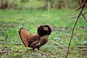 Male Ruffed Grouse - displaying with ruff up in
