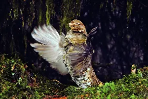 Beneath: Male Ruffed Grouse drumming, mating, territorial