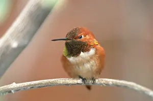 Selasphorus: Male Rufous Hummingbird