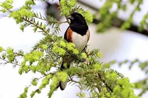 Sided: Male Rufous-Sided Towhee