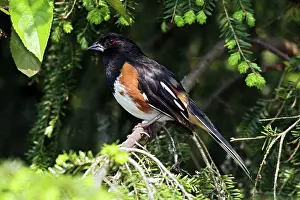 Sided: Male Rufous-Sided Towhee