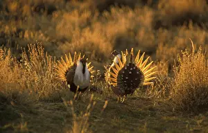 Leks: Male Sage Grouse in mating display