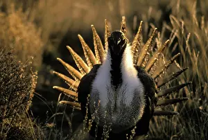 Leks: Male Sage Grouse in mating display