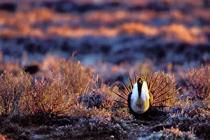Centrocercus: Male Sage Grouse - strutting or displaying on mating