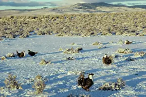 Leks: Male Sage Grouse strutting on lek after fresh snow