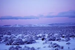 Leks: Male Sage Grouse - strutting on snow covered lek