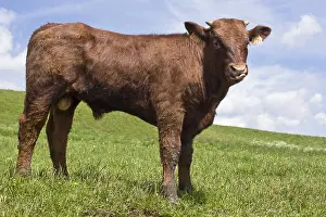 Cantal: Male Salers calf in a meadow Cantal France