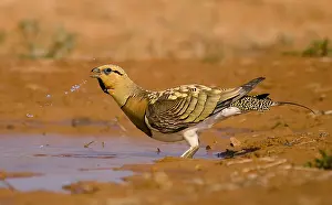 Puddle: Male of Sand Grouse ( Pterocles alchata) drinking