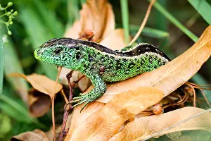 Lepidosauria: A male sand lizard in the grass