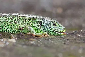 Thirsty: Male Sand Lizard (Lacerta agilis) drinking, Sal