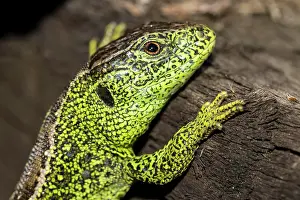 Raised: Male Sand lizard ( Lacerta agilis) in the raised