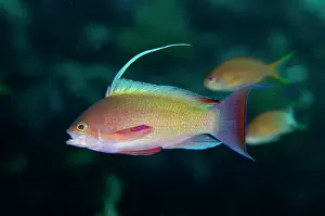 Anthias: Male Scalefin Anthias