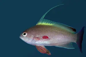 Anthias: Male Scalefin Anthias